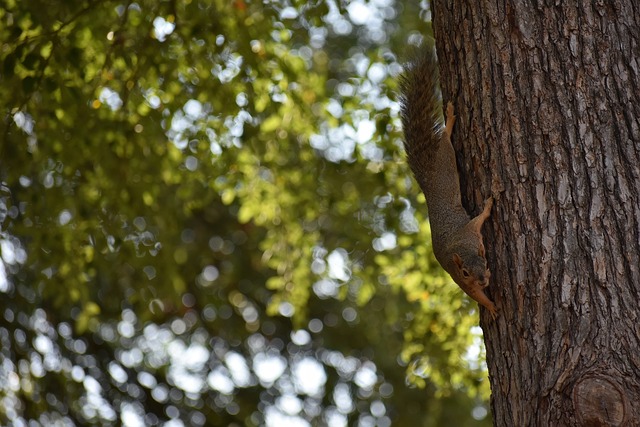 冠军奖杯 冠军奖杯